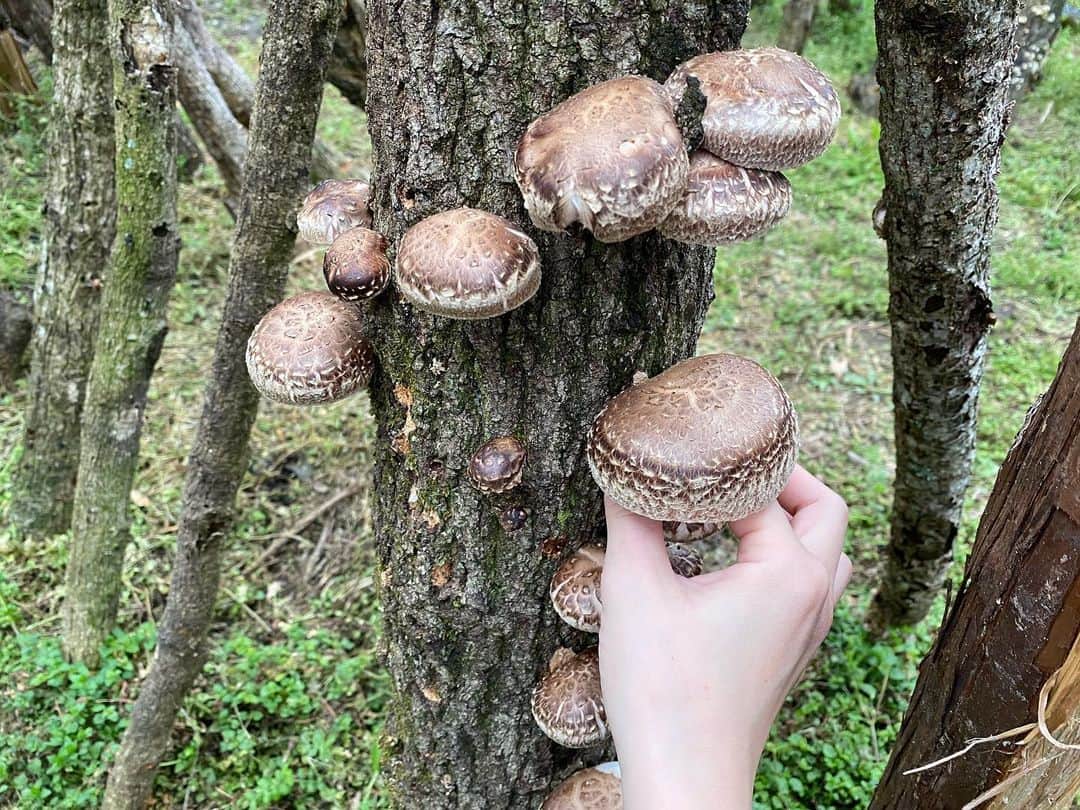 井下育恵のインスタグラム：「. しいたけ収穫🍄@夫の実家 . 元々しいたけ好きでしたが 大分に住んでからもっと好きになりました☺️ 肉厚で香りとうまみが強い🍄 . 苦手な人も多いけど💦 バターステーキとか肉詰めとか、美味しいよ〜❣️ . . 今日はみんなでお味噌も漬けました🙌🏻 👶は背中でぐーすか💤でしたが 大きくなったら一緒に経験させたいものです☺️」