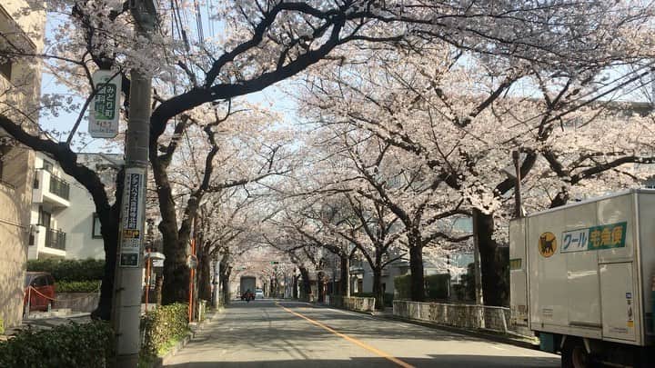 ありす & まりあのインスタグラム：「Cherry blossom's season 🍡 #tokyo」