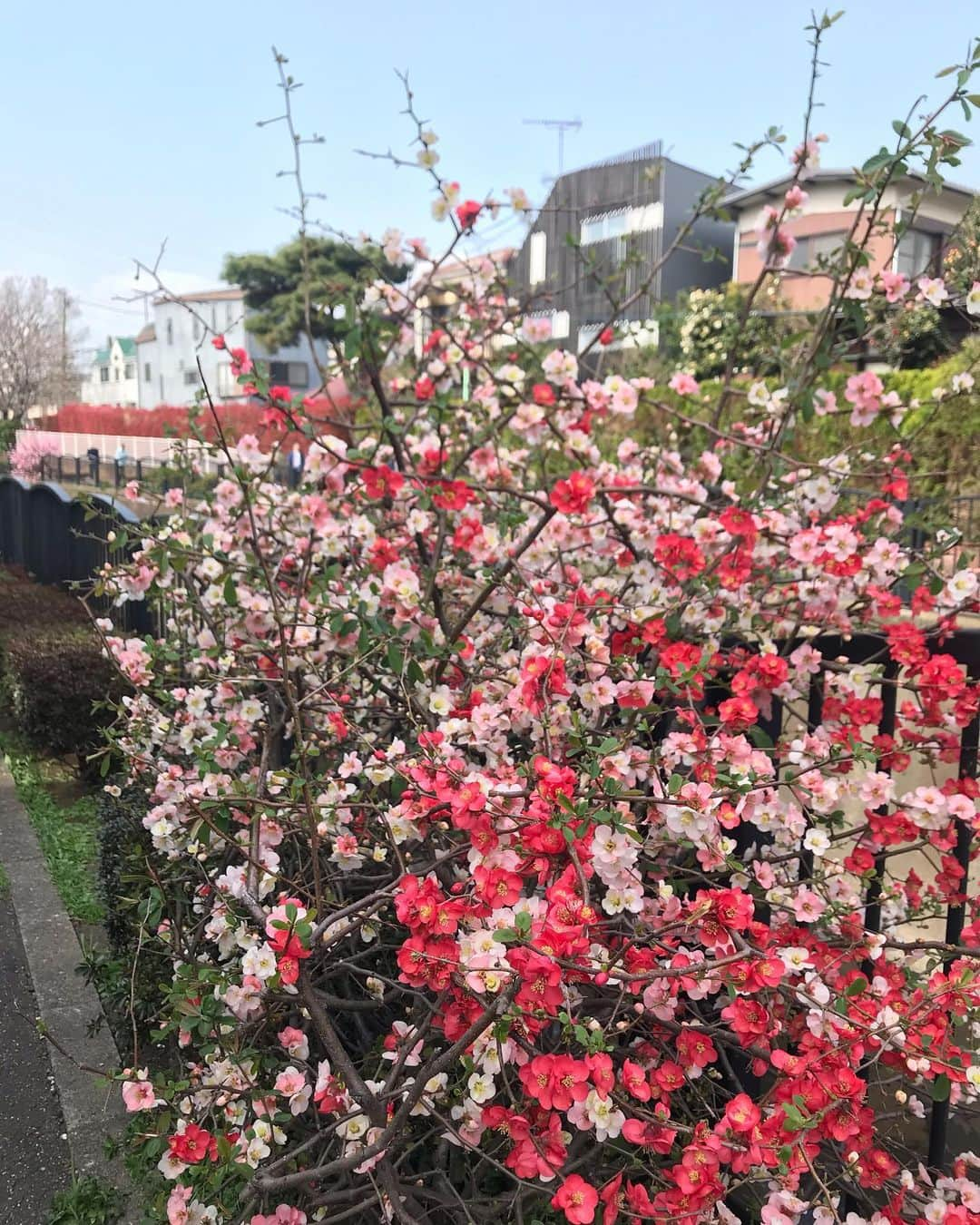 アヤメさんのインスタグラム写真 - (アヤメInstagram)「Prayers Sunday🌸 持参したお供え物はそそくさと下げて帰宅して自分で食べた😋🌸 #暑さ寒さも彼岸まで #springhascome #彼岸桜」3月22日 18時32分 - ayame_socks