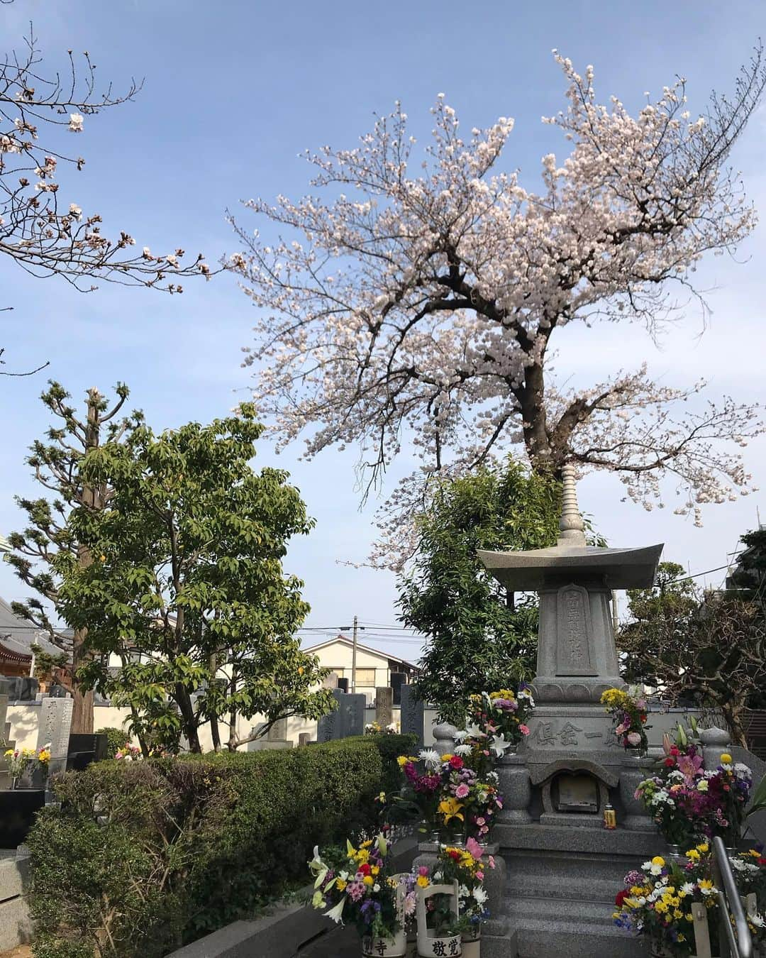 アヤメさんのインスタグラム写真 - (アヤメInstagram)「Prayers Sunday🌸 持参したお供え物はそそくさと下げて帰宅して自分で食べた😋🌸 #暑さ寒さも彼岸まで #springhascome #彼岸桜」3月22日 18時32分 - ayame_socks