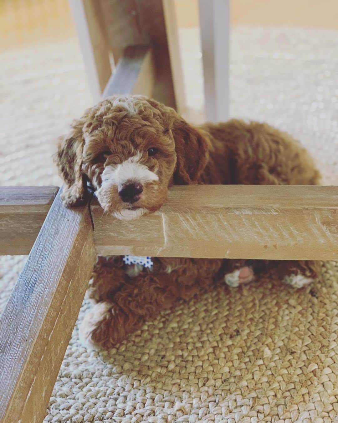 グラント・アーヴァインのインスタグラム：「Taking physical isolation very seriously with my main man, Obi.  #labradoodle #krakajaklabradoodles」