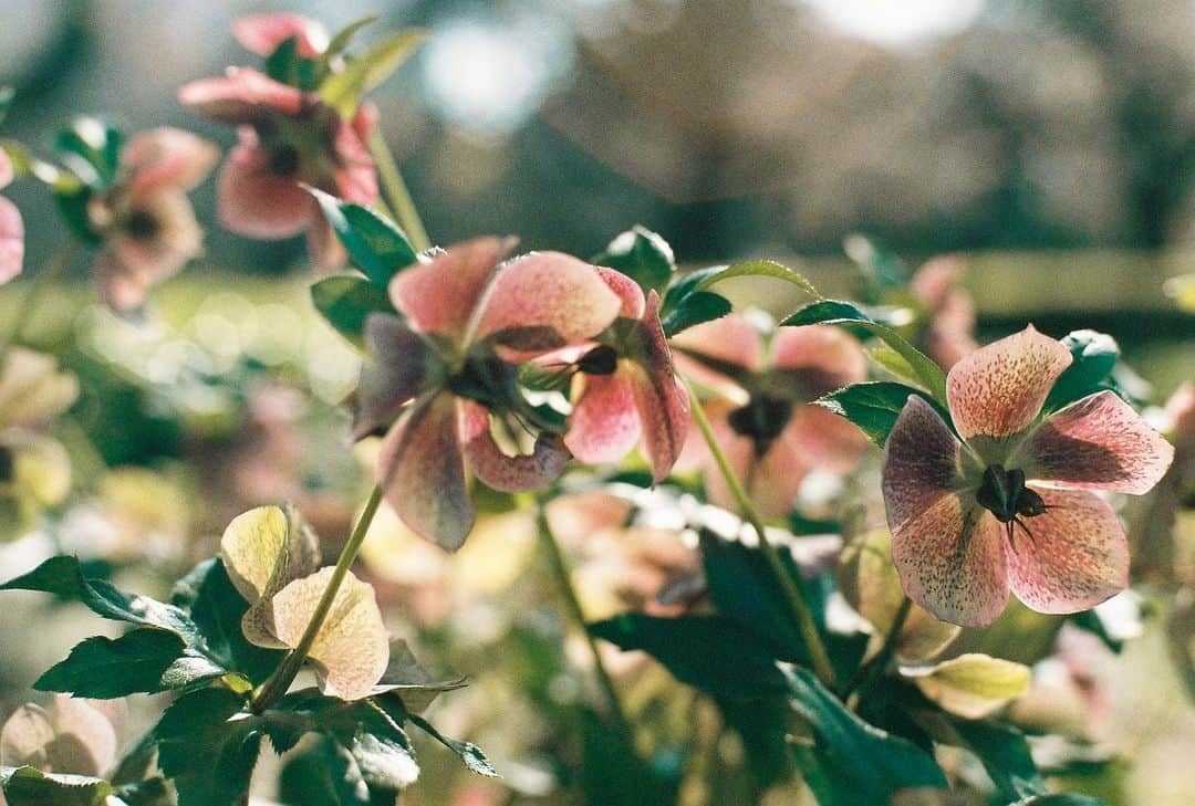 みきでりさんのインスタグラム写真 - (みきでりInstagram)「2人でフィルムカメラ持ってお散歩📸🎞🌸 ㅤ ㅤ 幸せなひと時でした〜〜🥰 ㅤ ㅤ 同じ趣味があるって嬉しいね✨ もちろん、違った趣味があることも 大切なことだけど！笑 ㅤ ㅤ ㅤ ㅤ 最近何気によく写真撮ってるから そろそろカメラアカウントの方も 更新していかないと！！！笑 ㅤ ㅤ ㅤ ㅤ ㅤ ㅤ ㅤ ㅤ ㅤ ㅤ #桜#桜満開#ジャノメエリカ#新宿御苑#フィルム#フィルムカメラ#フィルムカメラに恋してる#フィルムに恋してる #ショート #ショートカット #フイルム#花のある暮らし#春#デート#カメラ女子 #ポートレート #ポートレート女子#お花 #お花見 #フイルム写真 #満開#olympusom1 #film #filmcamera #shinjuku #portrait #autoboy #iso400 #fujifilm #cherryblossom」3月22日 13時44分 - mikidelicious