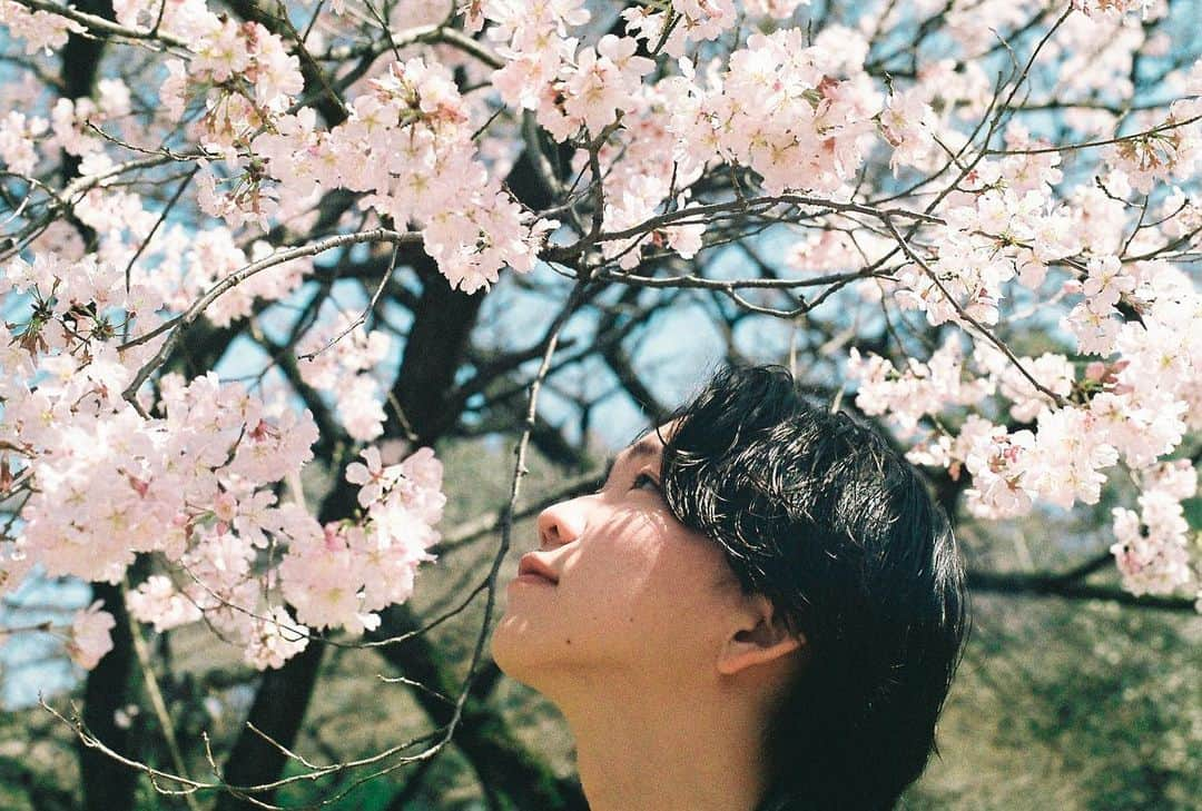 みきでりさんのインスタグラム写真 - (みきでりInstagram)「2人でフィルムカメラ持ってお散歩📸🎞🌸 ㅤ ㅤ 幸せなひと時でした〜〜🥰 ㅤ ㅤ 同じ趣味があるって嬉しいね✨ もちろん、違った趣味があることも 大切なことだけど！笑 ㅤ ㅤ ㅤ ㅤ 最近何気によく写真撮ってるから そろそろカメラアカウントの方も 更新していかないと！！！笑 ㅤ ㅤ ㅤ ㅤ ㅤ ㅤ ㅤ ㅤ ㅤ ㅤ #桜#桜満開#ジャノメエリカ#新宿御苑#フィルム#フィルムカメラ#フィルムカメラに恋してる#フィルムに恋してる #ショート #ショートカット #フイルム#花のある暮らし#春#デート#カメラ女子 #ポートレート #ポートレート女子#お花 #お花見 #フイルム写真 #満開#olympusom1 #film #filmcamera #shinjuku #portrait #autoboy #iso400 #fujifilm #cherryblossom」3月22日 13時44分 - mikidelicious