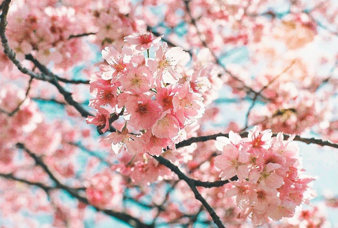 みきでりさんのインスタグラム写真 - (みきでりInstagram)「2人でフィルムカメラ持ってお散歩📸🎞🌸 ㅤ ㅤ 幸せなひと時でした〜〜🥰 ㅤ ㅤ 同じ趣味があるって嬉しいね✨ もちろん、違った趣味があることも 大切なことだけど！笑 ㅤ ㅤ ㅤ ㅤ 最近何気によく写真撮ってるから そろそろカメラアカウントの方も 更新していかないと！！！笑 ㅤ ㅤ ㅤ ㅤ ㅤ ㅤ ㅤ ㅤ ㅤ ㅤ #桜#桜満開#ジャノメエリカ#新宿御苑#フィルム#フィルムカメラ#フィルムカメラに恋してる#フィルムに恋してる #ショート #ショートカット #フイルム#花のある暮らし#春#デート#カメラ女子 #ポートレート #ポートレート女子#お花 #お花見 #フイルム写真 #満開#olympusom1 #film #filmcamera #shinjuku #portrait #autoboy #iso400 #fujifilm #cherryblossom」3月22日 13時44分 - mikidelicious