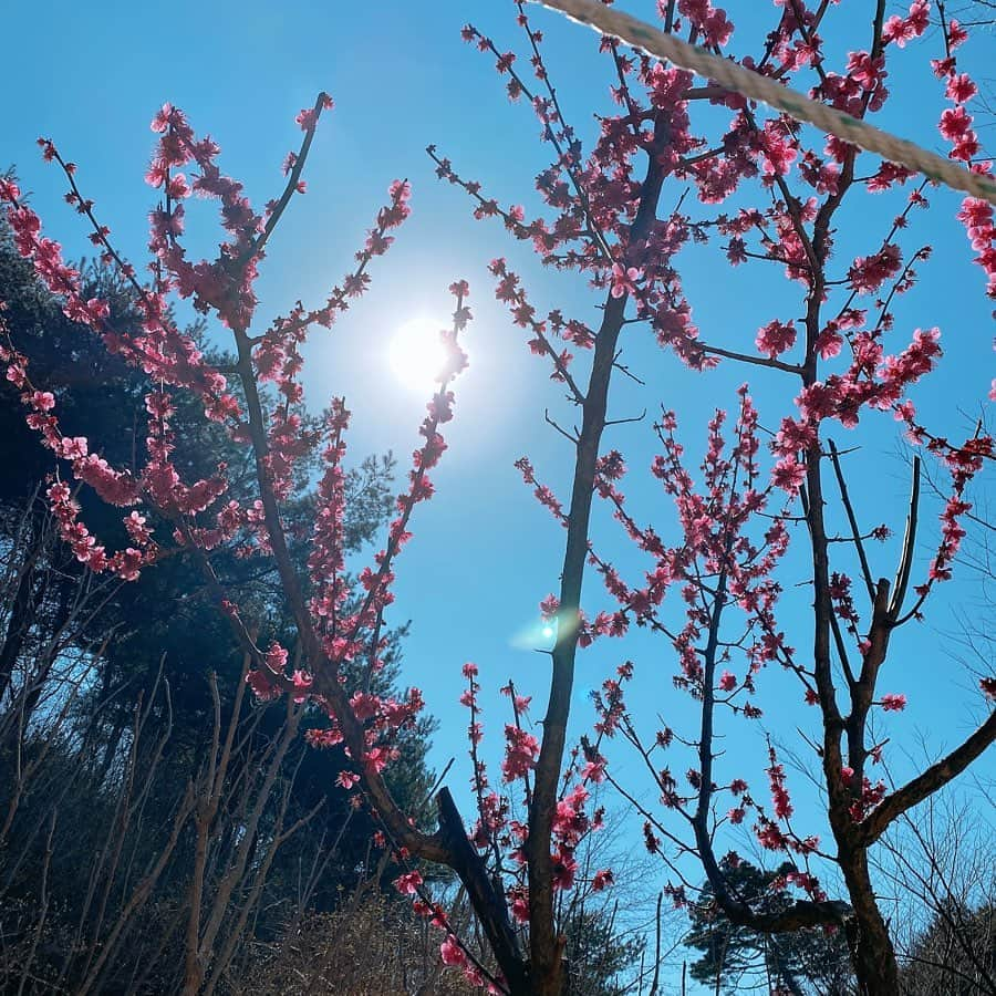 パク・シヒュンさんのインスタグラム写真 - (パク・シヒュンInstagram)「꽃이 피었다🌸」3月22日 13時55分 - sean_e_sh