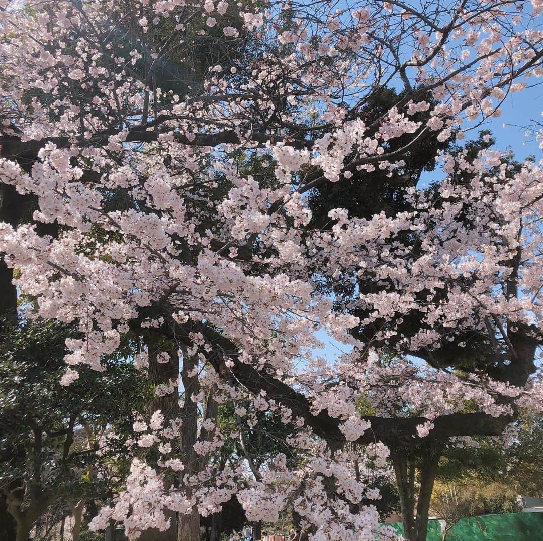 hajimeさんのインスタグラム写真 - (hajimeInstagram)「上野公園にて散歩&花見  #上野#公園#散歩#桜#花見#パンダ#ポスト」3月22日 14時08分 - haji.chan