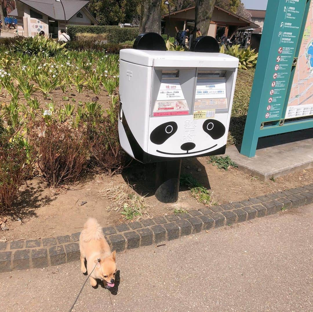 hajimeさんのインスタグラム写真 - (hajimeInstagram)「上野公園にて散歩&花見  #上野#公園#散歩#桜#花見#パンダ#ポスト」3月22日 14時08分 - haji.chan