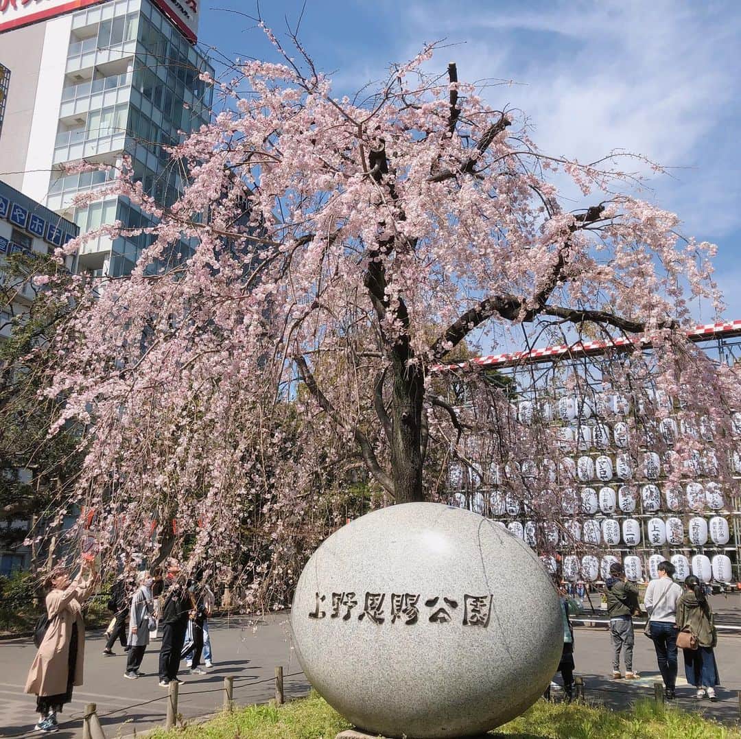 hajimeのインスタグラム：「上野公園にて散歩&花見  #上野#公園#散歩#桜#花見#パンダ#ポスト」