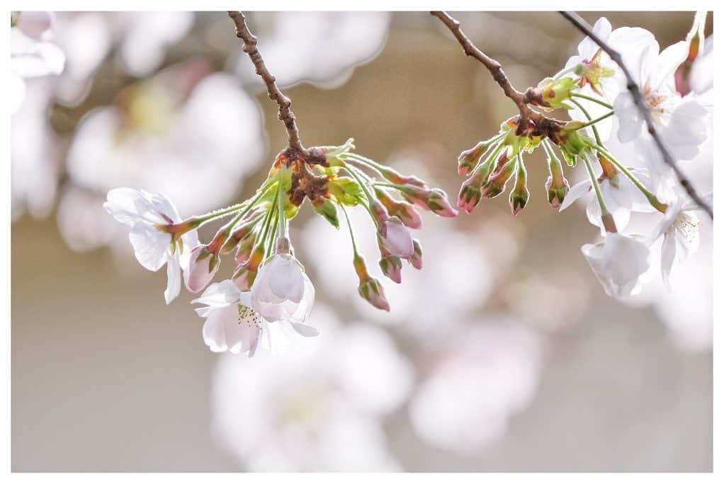 木村心美さんのインスタグラム写真 - (木村心美Instagram)「お庭でパシャパシャと写真を撮りました。 花粉もありますが、お花がいっぱい咲く季節がやって来ましたね。  4枚目はエトが乱入しました。何か草食べてますね。  It’s Sakura season in Japan 🌸  Looks like Étoile wanted to join in on the fourth picture🌟  #パシャリ  #草」3月22日 14時20分 - cocomi_553_official