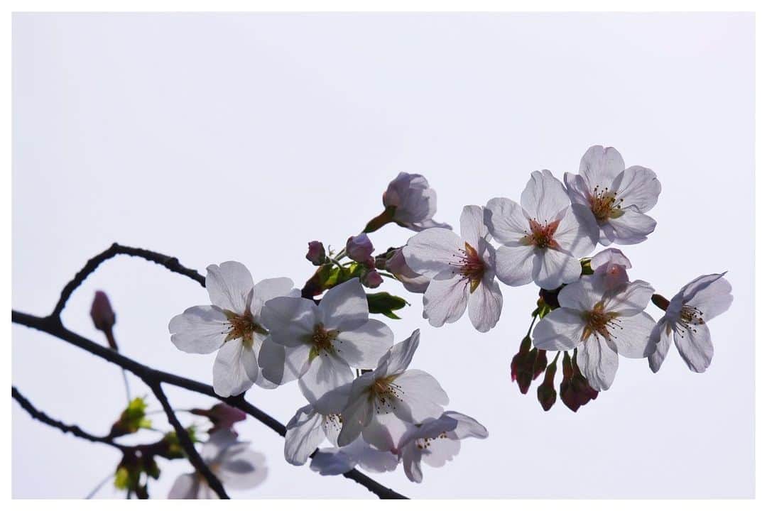 木村心美さんのインスタグラム写真 - (木村心美Instagram)「お庭でパシャパシャと写真を撮りました。 花粉もありますが、お花がいっぱい咲く季節がやって来ましたね。  4枚目はエトが乱入しました。何か草食べてますね。  It’s Sakura season in Japan 🌸  Looks like Étoile wanted to join in on the fourth picture🌟  #パシャリ  #草」3月22日 14時20分 - cocomi_553_official
