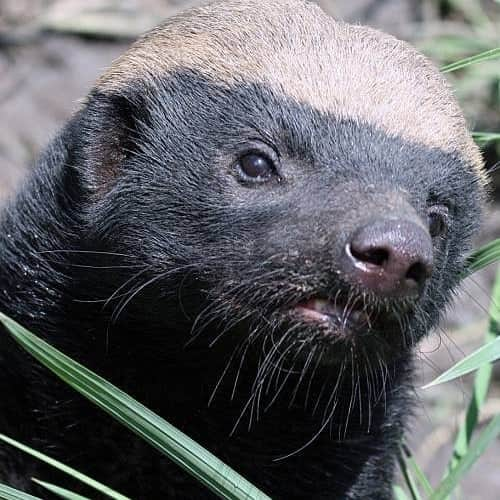 チョンギゴのインスタグラム