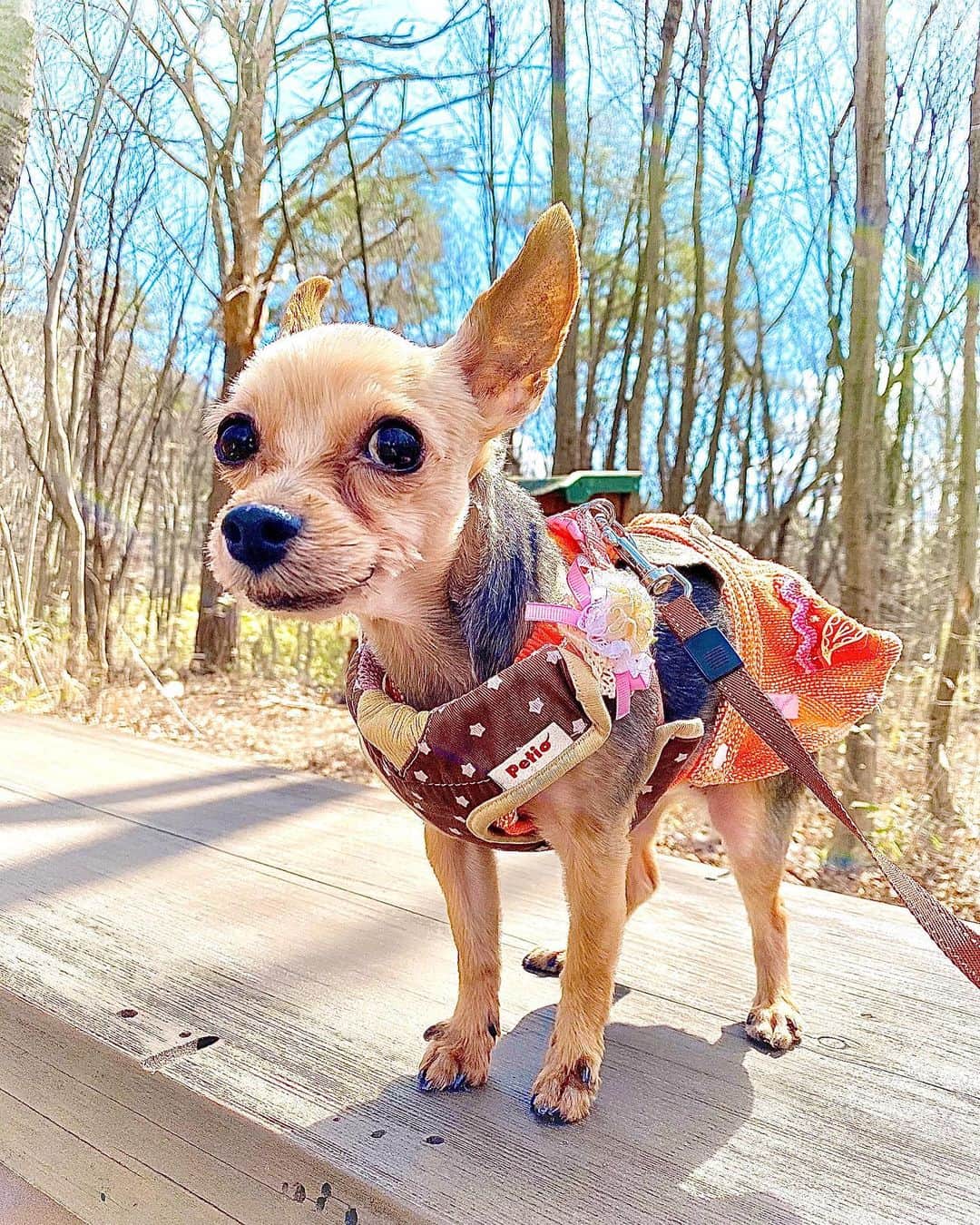 ririさんのインスタグラム写真 - (ririInstagram)「ヤンチャ🎶 リボン🎀🐶🎀ちゃん😘💕 お散歩大好き♡すぎて 本当速いから🐾💦 ついていくの必死だよん💨💨 #dog #yorkie #happy #smile #dogstagram  #ヨークシャテリア」3月22日 14時41分 - riri.ribon