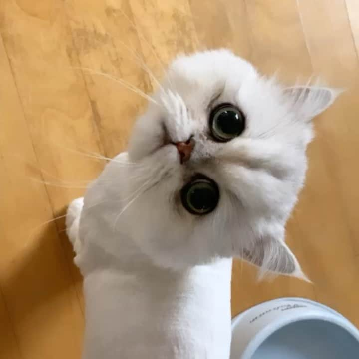 BeBeのインスタグラム：「pretty good at trimming at bebe💓 サマーカットにしました😍　#cat #kitty #kittycat #meow #eyes #ilovecat #hubcats #adorable #猫　#petsofinstagram #catsofinstagram #kittensofinstagram #persiancat #catlife #bebechanne」