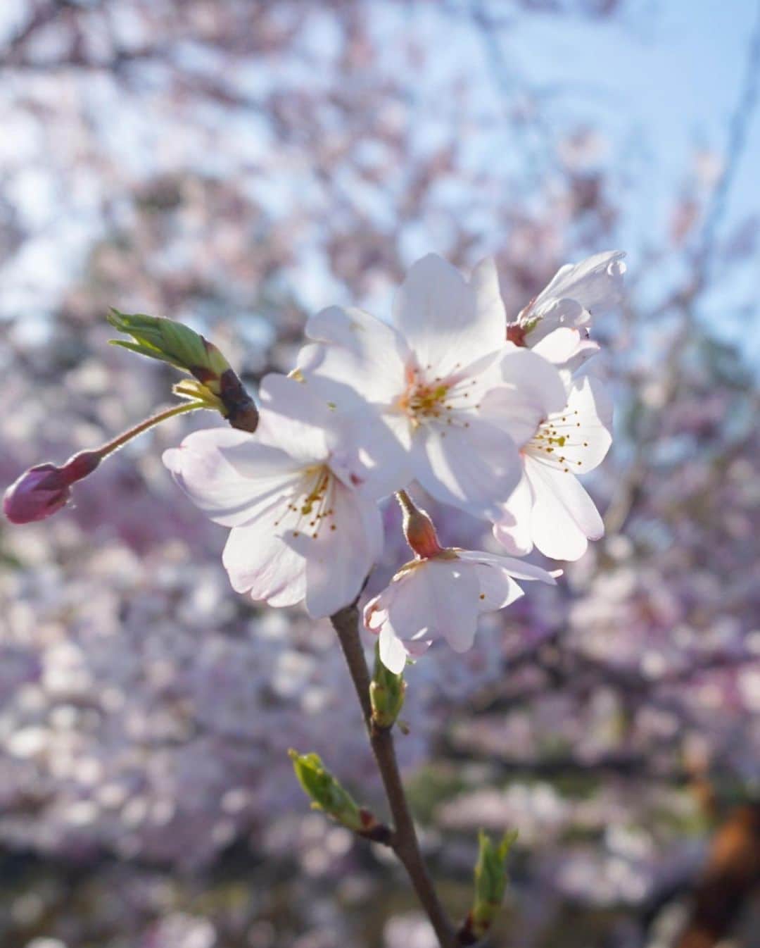 谷中麻里衣さんのインスタグラム写真 - (谷中麻里衣Instagram)「Cherry blossom season 🌸 . 珍しくタイムリーなときに投稿😊笑 . #桜 国立劇場 #振袖 #麻里衣きもの」3月22日 14時57分 - marieyanaka