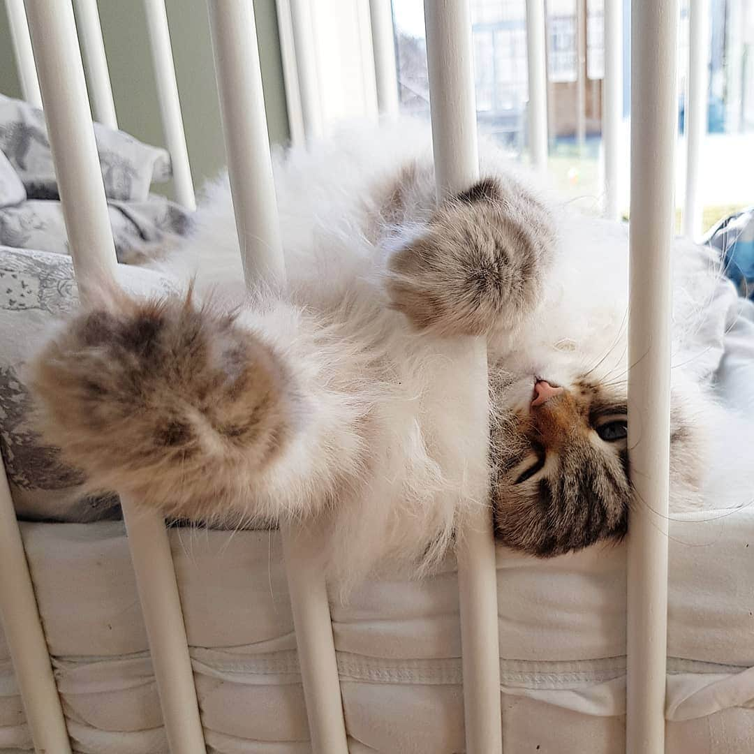 Floraのインスタグラム：「Day 10. Feeling trapped 😹😹. #cat#igcutest_animals #cat_features #cutepetclub #fluffypack #katt #bestmeow  #weeklyfluff #meow #AnimalAddicts #kittycat #cat #cats #kitten #kittens #kawaii #instacat #calico #neko #winter #snow #2020 #sibiriskkatt #siberiancat」