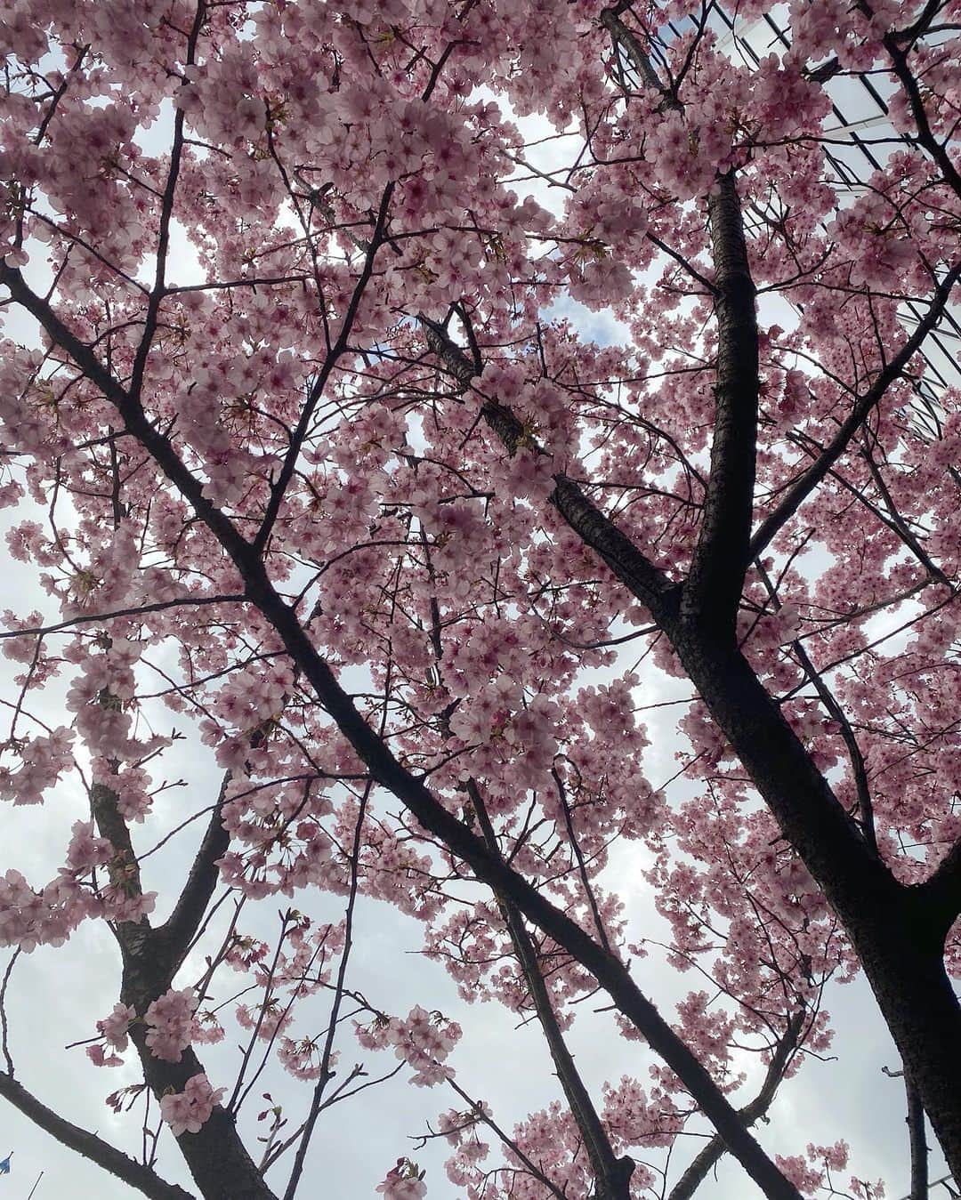 吉田佳菜さんのインスタグラム写真 - (吉田佳菜Instagram)「ㅤㅤㅤㅤㅤㅤㅤㅤㅤㅤㅤㅤㅤ ㅤㅤㅤㅤㅤㅤㅤㅤㅤㅤㅤㅤㅤ 🌸 ㅤㅤㅤㅤㅤㅤㅤㅤㅤㅤㅤㅤㅤ ㅤㅤㅤㅤㅤㅤㅤㅤㅤㅤㅤㅤㅤ #桜 #cherryblossom  ㅤㅤㅤㅤㅤㅤㅤㅤㅤㅤㅤㅤㅤ」3月22日 15時09分 - yshdkana