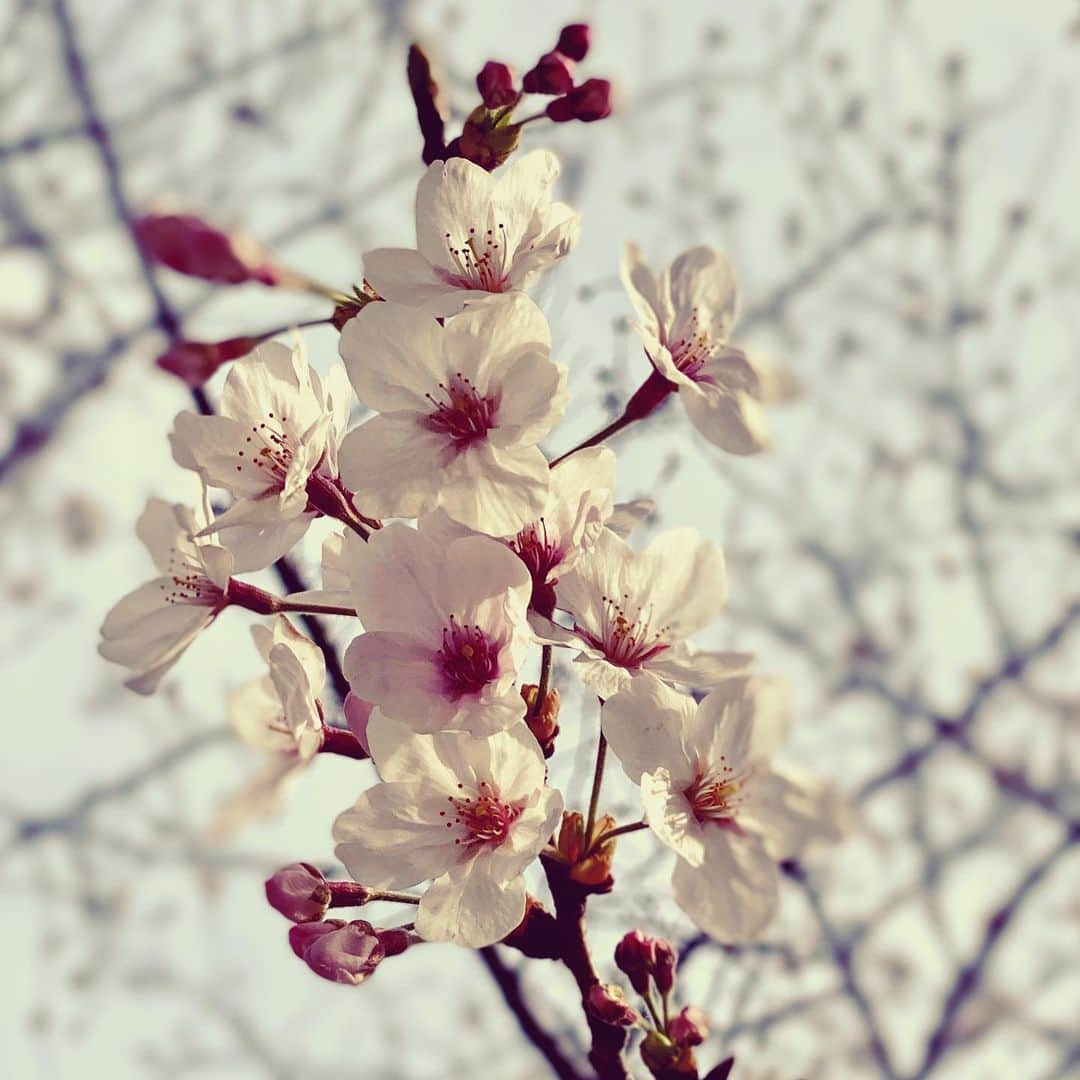 Saschaさんのインスタグラム写真 - (SaschaInstagram)「#桜 2020.3.22 #cherryblossom #japan #tokyo #spring #beautiful #日本 #東京 #春 #sascha #サッシャ」3月22日 15時15分 - sascha348