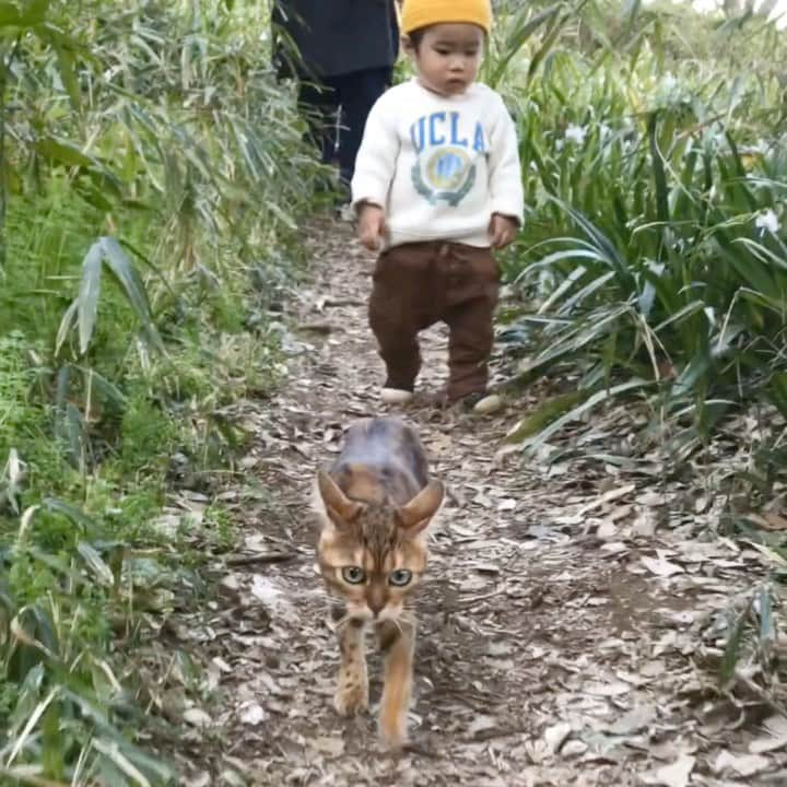 なつこのインスタグラム：「2人でお散歩ゴーゴー😹👶🐾 ・  #なつこ #なっちゃん #なつこさん  #ペコねこ部 #みんねこ #みんなのねこ部 #にゃび #picneko #猫のいる暮らし #instacat #catstagram #catlife #catlover #ilovecat #topcatphoto #catsofinstagram #bestmeow #catlounge #meowdel #catsloversworld #ねこ部 #ねこら部 #にゃんだふるらいふ #にゃんすたぐらむ # #赤ちゃんと猫 #猫と赤ちゃん #hikingcat #AdventureCats #散歩」