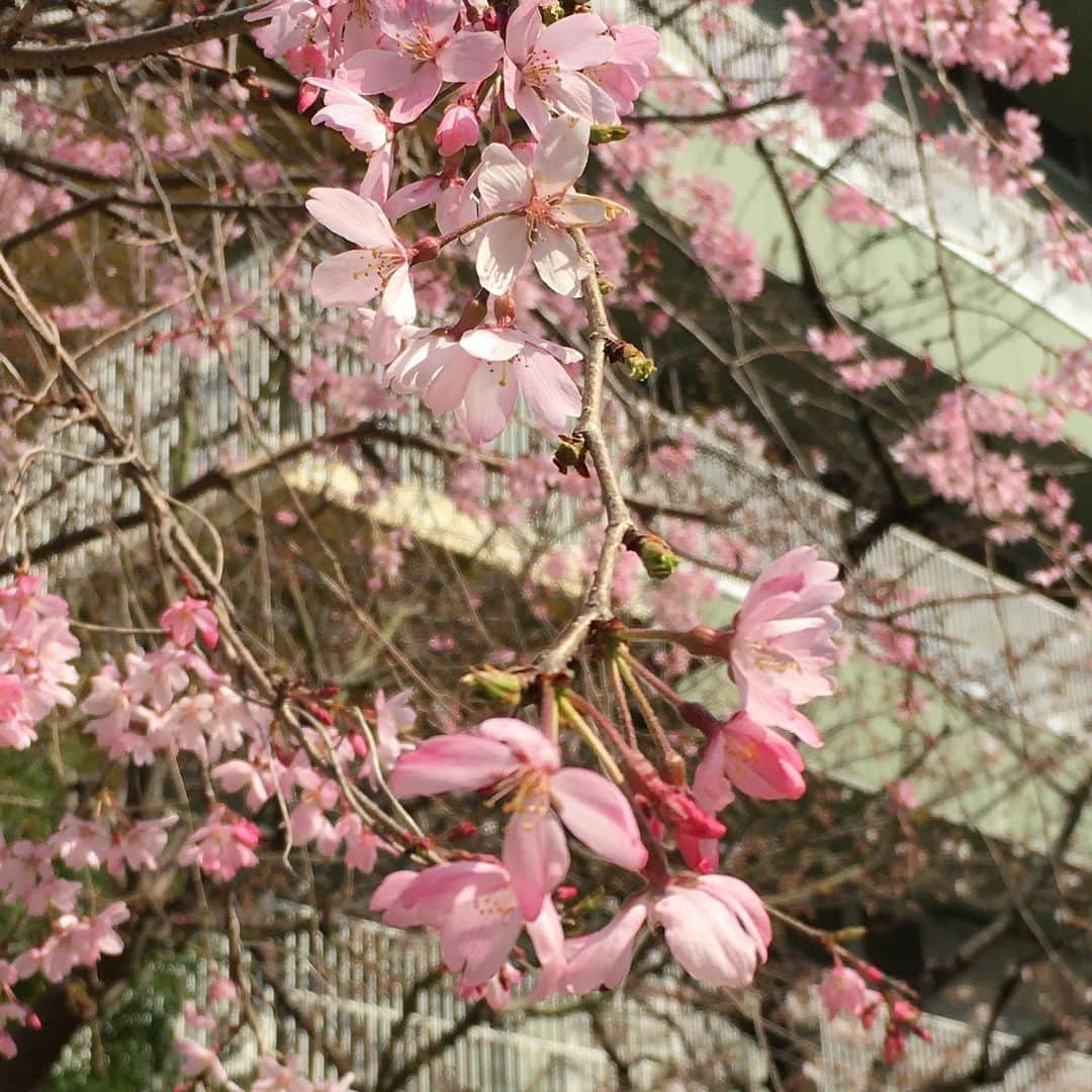 小橋めぐみのインスタグラム：「🌸🌸🌸」