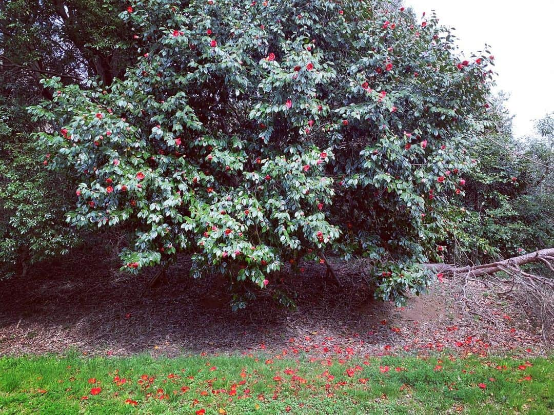 神谷洵平さんのインスタグラム写真 - (神谷洵平Instagram)「Camellia tree near the house. No one is usually here. So I'm probably the only one who witnessed this beautiful time. #Secretplace  秘密の散歩場所。」3月22日 15時30分 - junpeikamiya