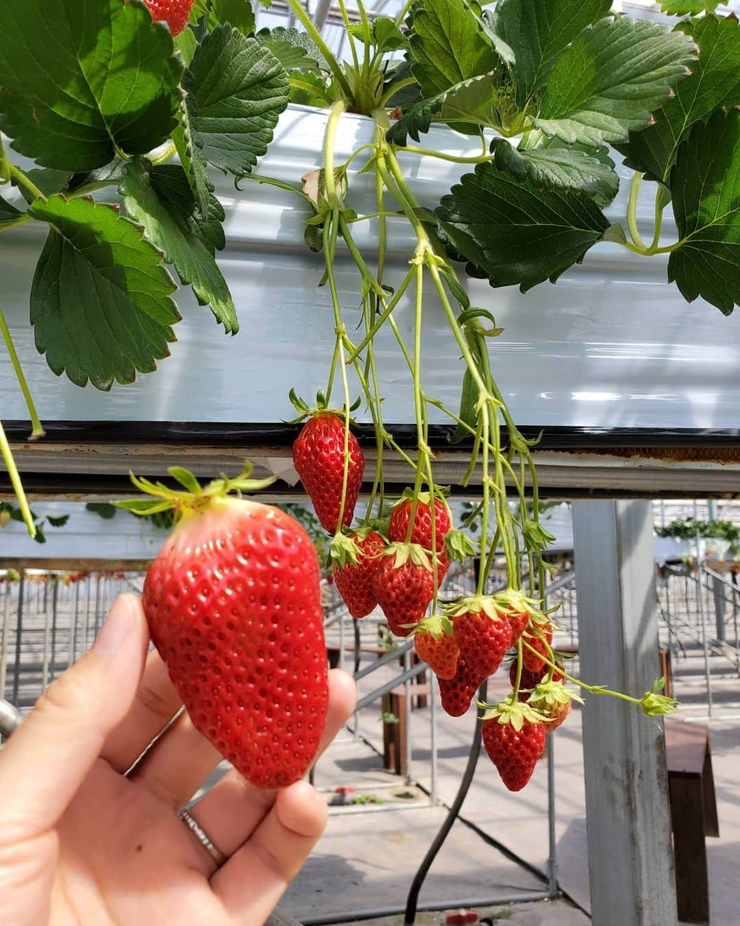 小谷津友里さんのインスタグラム写真 - (小谷津友里Instagram)「🍓﻿ ﻿ 群馬に行ったときに﻿ いちご狩りをしたよ( ﾟーﾟ)﻿ ４枚目は巨大ないちご！ 他のいちごの2倍くらいの大きさで甘くて美味しかった＼(^_^)／ ﻿ ﻿ ﻿ おでかけするときも﻿ 手洗いうがい徹底﻿ スマホ等よく触るものをマメに除菌してる🌿❤️﻿ ﻿ ﻿ 手だけじゃなくて﻿ 服やマスクや洗面所﻿ 色んなところに使えるバリアプラスを﻿ 持ち歩いてるよ🌟﻿ ﻿ ﻿ いちご狩りの時も﻿ 手にシュッシュッて吹き掛けてた！﻿ 便利🙏﻿ ﻿ ﻿ #いちご狩り﻿　#いちご #strawberry #群馬#たくみの里　#こやゆり旅 #抗菌　#消臭スプレー#除菌　#消臭#ウイルス除去#ノンアルコール#バリアプラス#Bplus#PR﻿﻿#国内旅行#おでかけ#トラベラー」3月22日 15時38分 - yurikoyatsu