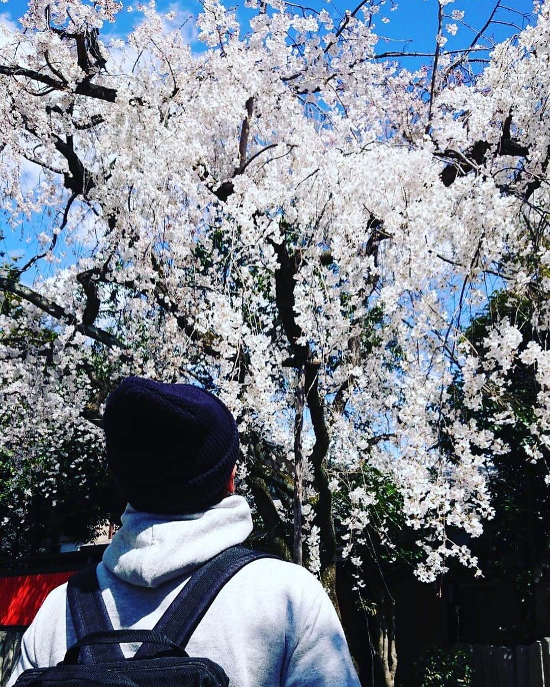 高本剛志さんのインスタグラム写真 - (高本剛志Instagram)「サクラ咲く。 オサル座る。 お仕事増えるように祈りまくる。  #京都 #車折神社 #嵐山モンキーパーク」3月22日 16時05分 - takamoto76