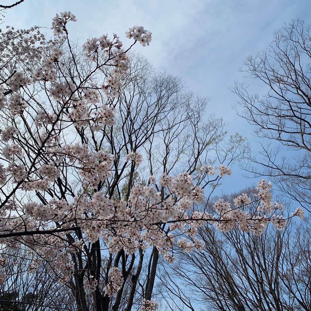 古川美有さんのインスタグラム写真 - (古川美有Instagram)「花見さんぽ🌸 . 今年はお花見でみんなで集まったりできないので、ふらっとお散歩だけにしました。 でもすごい賑わいだったー。びっくり。 早く色々落ち着くといいなぁ。 #花見 #さんぽ #桜はまだ5分咲きくらい」3月22日 16時05分 - miyukogawa