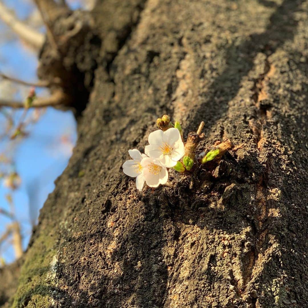 池辺愛さんのインスタグラム写真 - (池辺愛Instagram)「2020年🌸春🌸 明日どうなるかも分からない世情になっちゃったけど、桜は今年も咲いてくれています☺️ ・ ・ 実家のある市でも、新型コロナウイルスで亡くなった方が…。 ・ ・ 両親のことも心配😢 とにかく早く終息しますように🙏 ・ ・ と願うと同時に、今日できることを精一杯やって今を大事に生きようと心から思います🌸 まずはみんなに感謝して楽しもうっと😍」3月22日 16時06分 - aiikebe