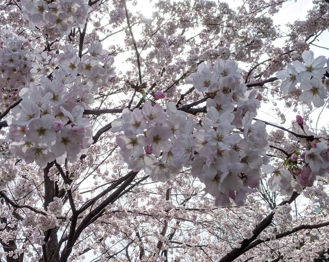雨宮めるさんのインスタグラム写真 - (雨宮めるInstagram)「#桜 #cherryblossom #お花見 #花見 #和田堀公園 #善福寺公園 #善福寺川緑地 #善福寺川 #sakura #sakuraviewing #picnic #riverside #穴場スポット #お花見穴場スポット　#2020spring」3月22日 16時06分 - amamiya_melty