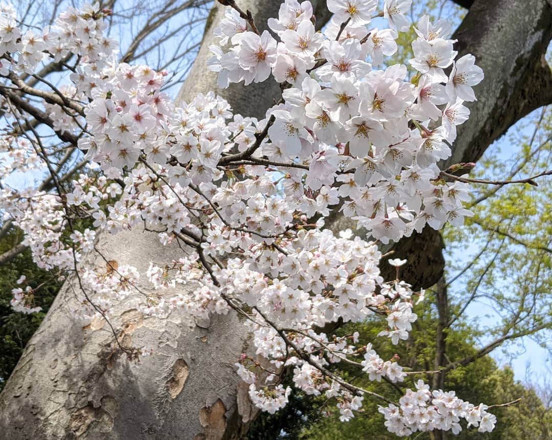 雨宮めるさんのインスタグラム写真 - (雨宮めるInstagram)「#桜 #cherryblossom #お花見 #花見 #和田堀公園 #善福寺公園 #善福寺川緑地 #善福寺川 #sakura #sakuraviewing #picnic #riverside #穴場スポット #お花見穴場スポット　#2020spring」3月22日 16時06分 - amamiya_melty