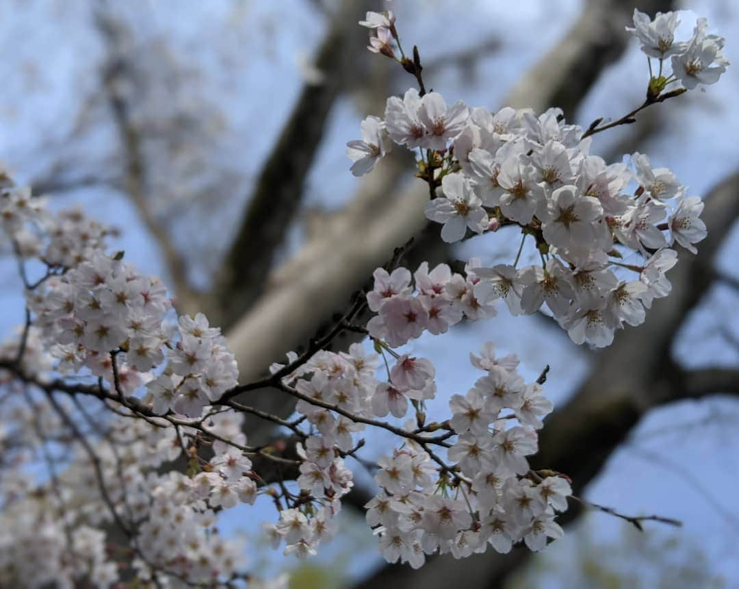 雨宮めるさんのインスタグラム写真 - (雨宮めるInstagram)「#桜 #cherryblossom #お花見 #花見 #和田堀公園 #善福寺公園 #善福寺川緑地 #善福寺川 #sakura #sakuraviewing #picnic #riverside #穴場スポット #お花見穴場スポット　#2020spring」3月22日 16時06分 - amamiya_melty