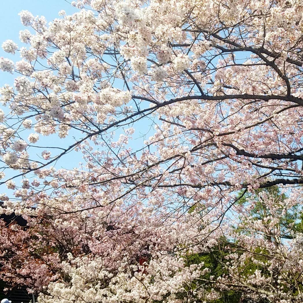 小高亮さんのインスタグラム写真 - (小高亮Instagram)「春は駆け足。  #桜」3月22日 16時34分 - odaka_p