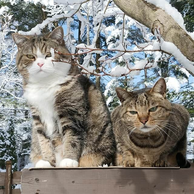 まる & はなさんのインスタグラム写真 - (まる & はなInstagram)「雪とまるとはな。Snow and Maru&Hana.」3月22日 16時48分 - maruhanamogu