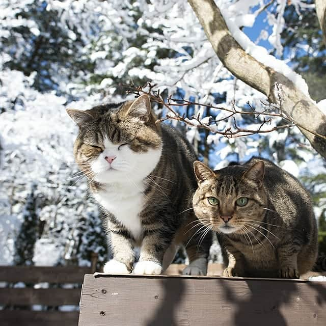 まる & はなさんのインスタグラム写真 - (まる & はなInstagram)「雪とまるとはな。Snow and Maru&Hana.」3月22日 16時48分 - maruhanamogu