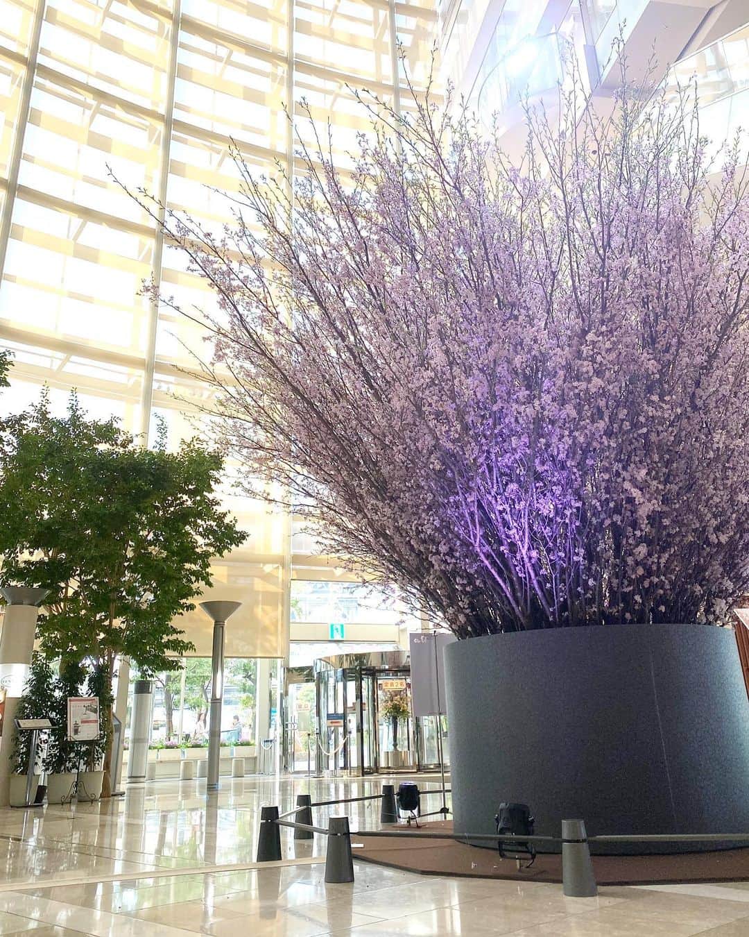 山名未紗のインスタグラム：「#桜　#ヒルトン大阪  #hilton #spring  春ですね🌸 打合せ。」