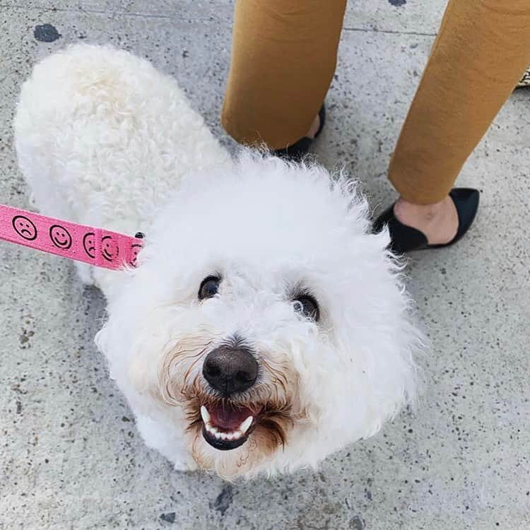 レイジー・オーフさんのインスタグラム写真 - (レイジー・オーフInstagram)「Furry friends in Lazy Oaf 🙂🐶」3月23日 3時30分 - lazyoaf