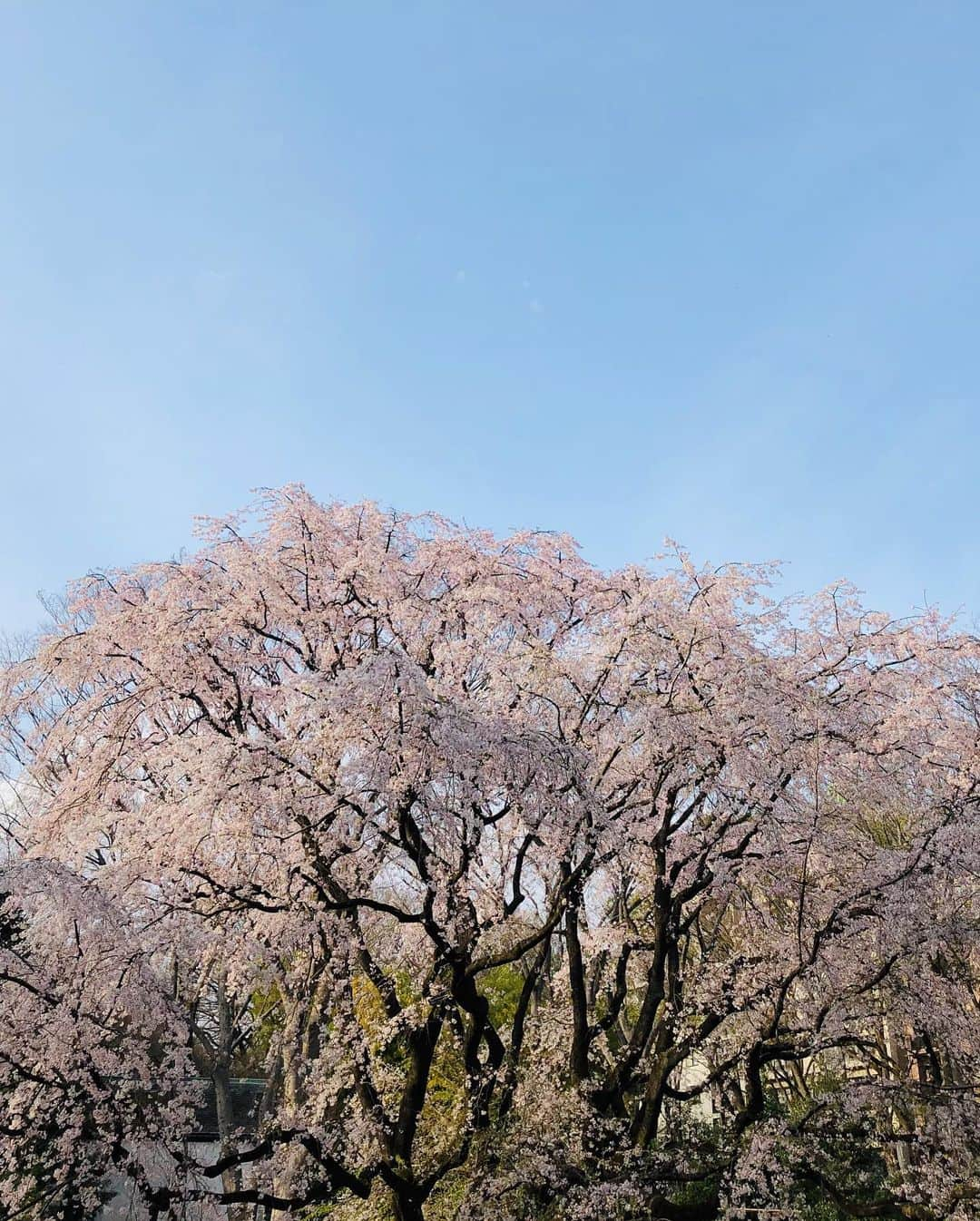 江連裕子さんのインスタグラム写真 - (江連裕子Instagram)「. 桜色の着物で、お花見🌸 . #桜 #花見 #花見コーデ #江連裕子 #セントフォース #セントフォース所属 #kimono #kimonostyle #kimonofashion #kimonogirl #japanease #japanesegirl #culuturetrip #着物ヘア #着物 #着物ヘアアレンジ #六義園 #六義園しだれ桜 #満開 #満開の桜 #日本庭園 #日本庭園風」3月22日 18時41分 - yuko_ezure