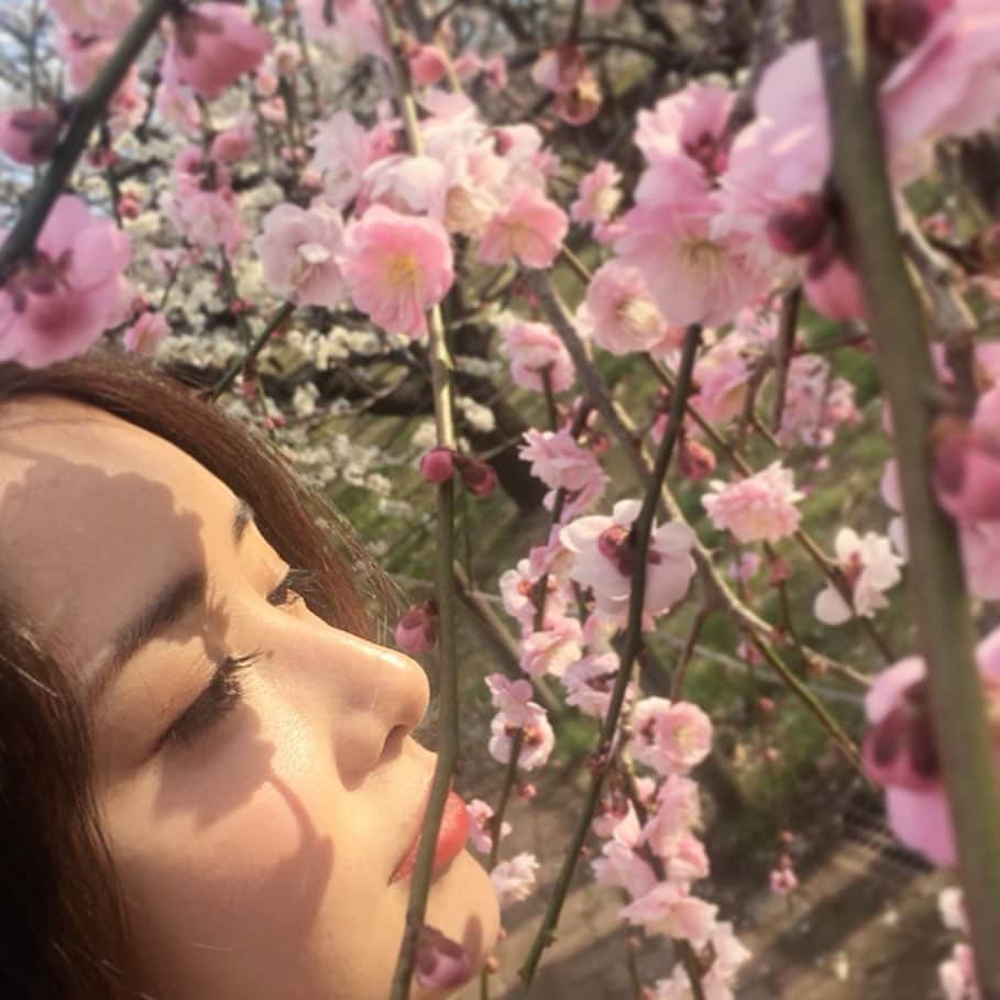 神室舞衣のインスタグラム：「梅の花好きだなぁ。」