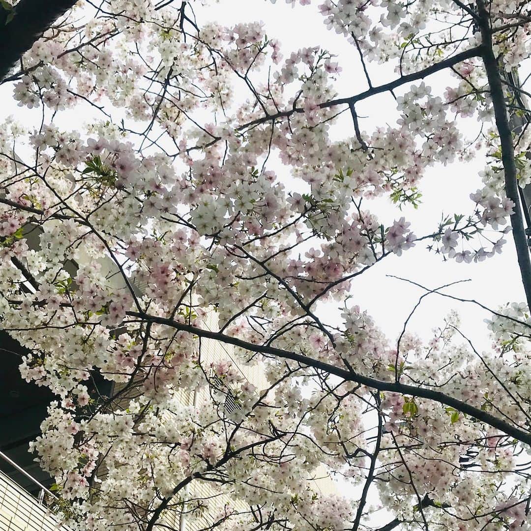 馬渕英里何さんのインスタグラム写真 - (馬渕英里何Instagram)「今日一気に花開いたみたい。ともみちゃんとぽこちんと花見散歩。いいなぁこういう感じ。レストランとかじゃなくて、外でコーヒーだけ握って。桜を愛でる時間が持ててありがたかったよ、有難う。 #花見  #いつもありがとう #面倒見てくれて #子育てまま #もうすぐ1歳 #ウチの猫とやること一緒」3月22日 19時07分 - ericamabuchi