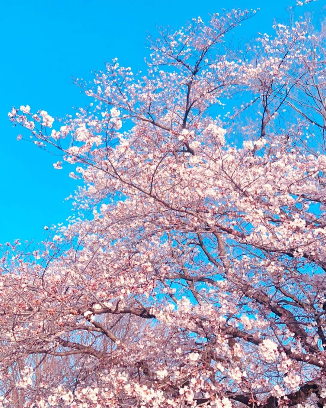 石田美奈子さんのインスタグラム写真 - (石田美奈子Instagram)「𝚜𝚊𝚔𝚞𝚛𝚊🌸 . 春らしいポカポカ暖かい日が続いていますね♡ 昨日は桜探しの#ドライブ へ🚗 都内の桜ももうだいぶ咲いてきてる☺︎ . 初めて行った田園調布の#さくら坂 は福山雅治さんの桜坂の舞台となった場所なんだって😊 知らなかった(⑅ˊᵕˋ⑅)✨ #砧公園 の桜も日当たりのいい場所は綺麗に咲いていましたよ♡ . 今年はお花見自粛モードで残念ですが、せっかく桜が咲き始めているのでお散歩がてら眺めてきました(о´∀`о)🌸 次の週末くらいが満開かな？✨ . ✈️ → #minako_trip . #cherryblossom #sakura #桜 #東京の桜 #お花見 #🌸」3月22日 19時09分 - mminakooo
