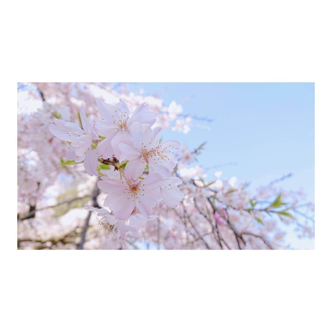 花村怜美さんのインスタグラム写真 - (花村怜美Instagram)「観桜。 #桜 #さくら #サクラ #桜花 #花 #植物 #自然 #景色 #風景 #春 #好き #美 #sakura #cherryblossom #flower #flowers #flowerstagram #nature #plants #spring #japan」3月22日 19時10分 - satomi_hanamura