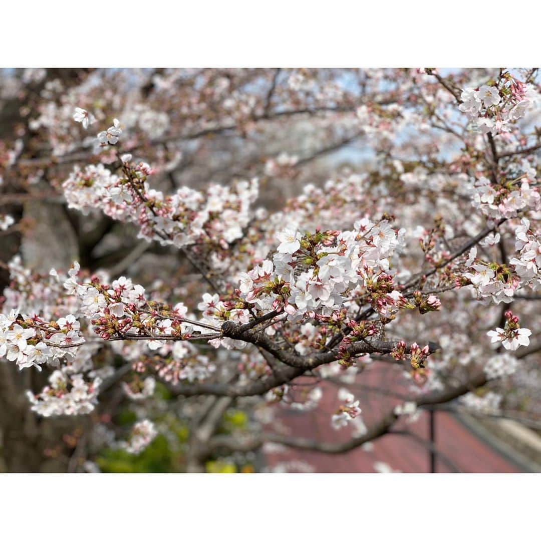 柴本愛沙さんのインスタグラム写真 - (柴本愛沙Instagram)「東京でさくら満開日の発表🌸 平年より12日早く、昨年より5日早いです。 標本木がある靖国神社は満開のようですが、 街にある桜たちはこれから満開かな？ たまたま通りかかったミッドタウンの桜は まだ6分咲きくらいでした。  そんなポカポカ陽気のなか、 頭に溜まっていた脳脊髄液を流すという 初体験のマッサージをしにPARAFUSE. へ✨  脳脊髄液を流すことで自律神経を整え、 顔や首、肩、デコルテなどを整えて、 緩んだ顔の骨格をぐっと引き締めてもらいました。 before/after比べると頭の大きさが違う…  そしてなにより気持ちよすぎて だいぶ癒されました♡  #parafuse #小顔調整 #脳洗浄 #脳脊髄液 #自律神経を整える #マッサージ #小顔矯正 #小顔効果 #頭が小さくなる #サロン #新宿サロン #自分メンテナンス  #pr #コラボベース #美容デー #美容メンテナンス #リラックス #リラクゼーション #気持ち良い #至福の時間 #桜 #桜満開 #東京ミッドタウン #sakura #sakura2020 #cherryblossom #春 #spring」3月22日 19時11分 - aisa_shibamoto