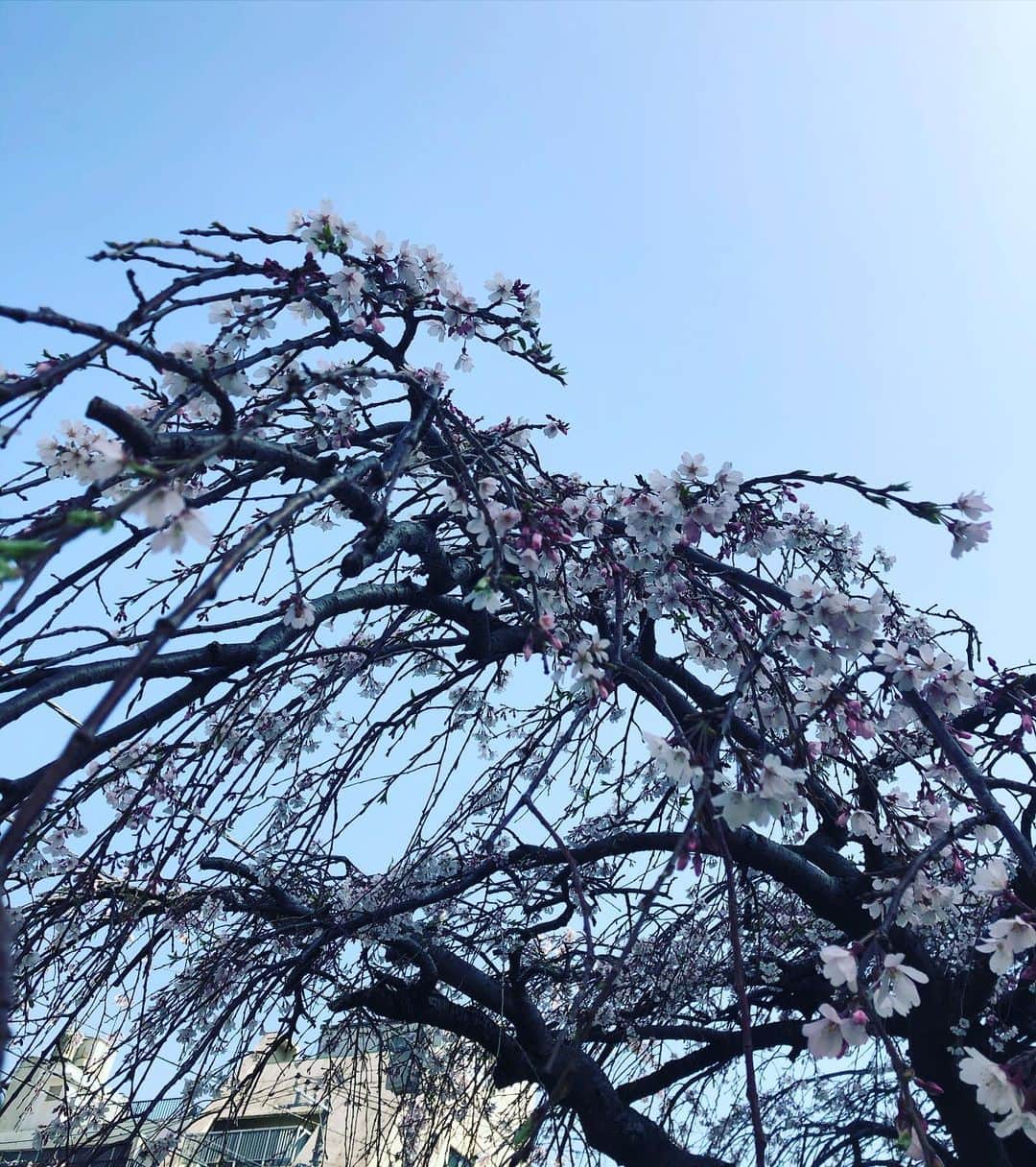 阿部洋子さんのインスタグラム写真 - (阿部洋子Instagram)「٭❀*🌊🍣 海と桜とお寿司が 見たくて食べたくて。  なーんも持たずに、 降りる駅だけ決めて 電車に乗ったよねー。  少し遠目のお散歩的な笑  思い立ったら！っていうの だいすき♡」3月22日 19時21分 - hirocoring