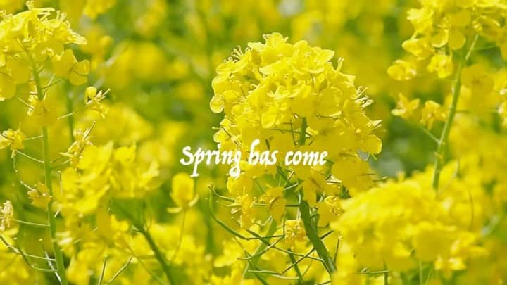 中田陽菜子のインスタグラム：「🐕 ちょっと遊んでみました 春を少しでも感じてもらえたら❀ #spring #movie #菜の花」