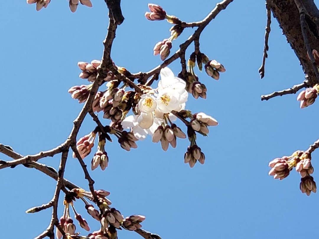 黒木千晶さんのインスタグラム写真 - (黒木千晶Instagram)「先日、取材中に、 桜が咲いているのを発見🌸 春気分のおすそ分けです☺️」3月22日 19時43分 - kuroki.ytv