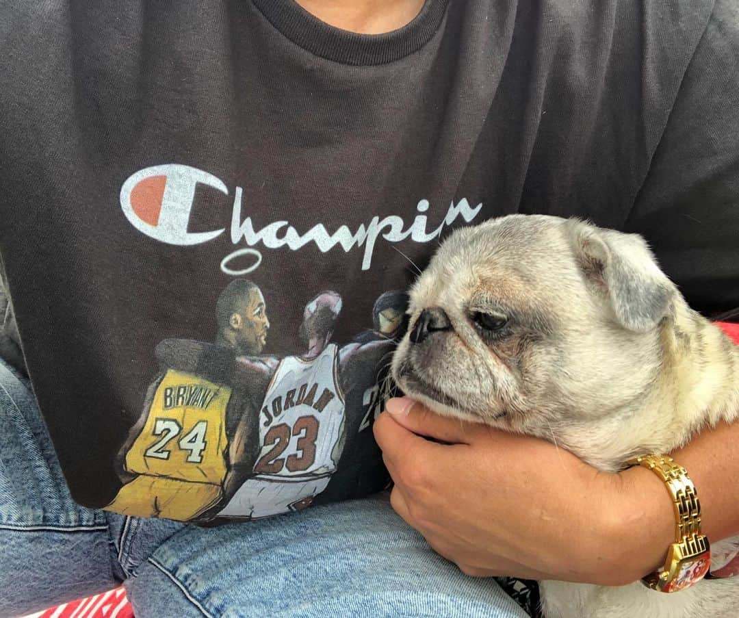 浦田景子のインスタグラム：「🖤 #kobe #champion  #ossoitaly #pug」