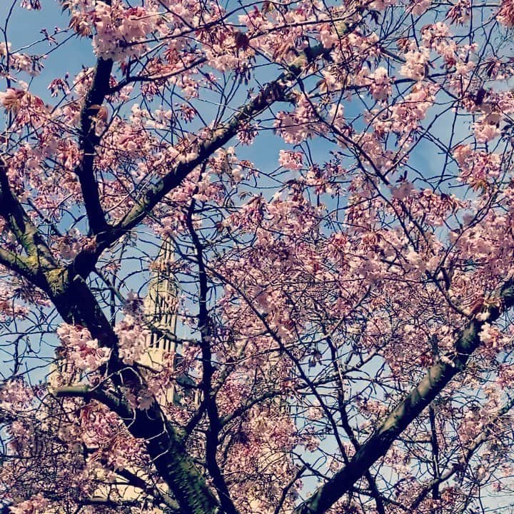 MEGのインスタグラム：「春はすぐそこ🌸🌸」