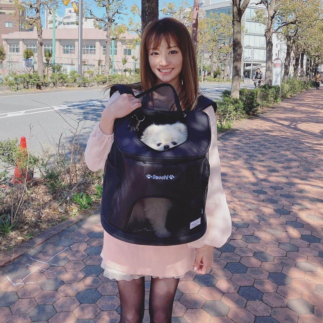 葵ゆりかのインスタグラム：「@winsun.japanのペットのキャリーバッグ♡ 名前入りなところが可愛くてお気に入り❤️ しっかりしてるから、わんちゃんも入れやすくて、自転車移動にも最適だよ✨  フォロワーの方❤️ クーポンコード：【10off1909】 を入力すると、10%オフで購入できます✨  #愛犬　#おもち　#pomeranian #ポメラニアン　#ポメ　#白ポメ　#わんことお出かけ #winsun #ウインサン #ペットキャリー #キャリーリュック #刺繍入りリュック #ペットリュック #うちの子グッズ」