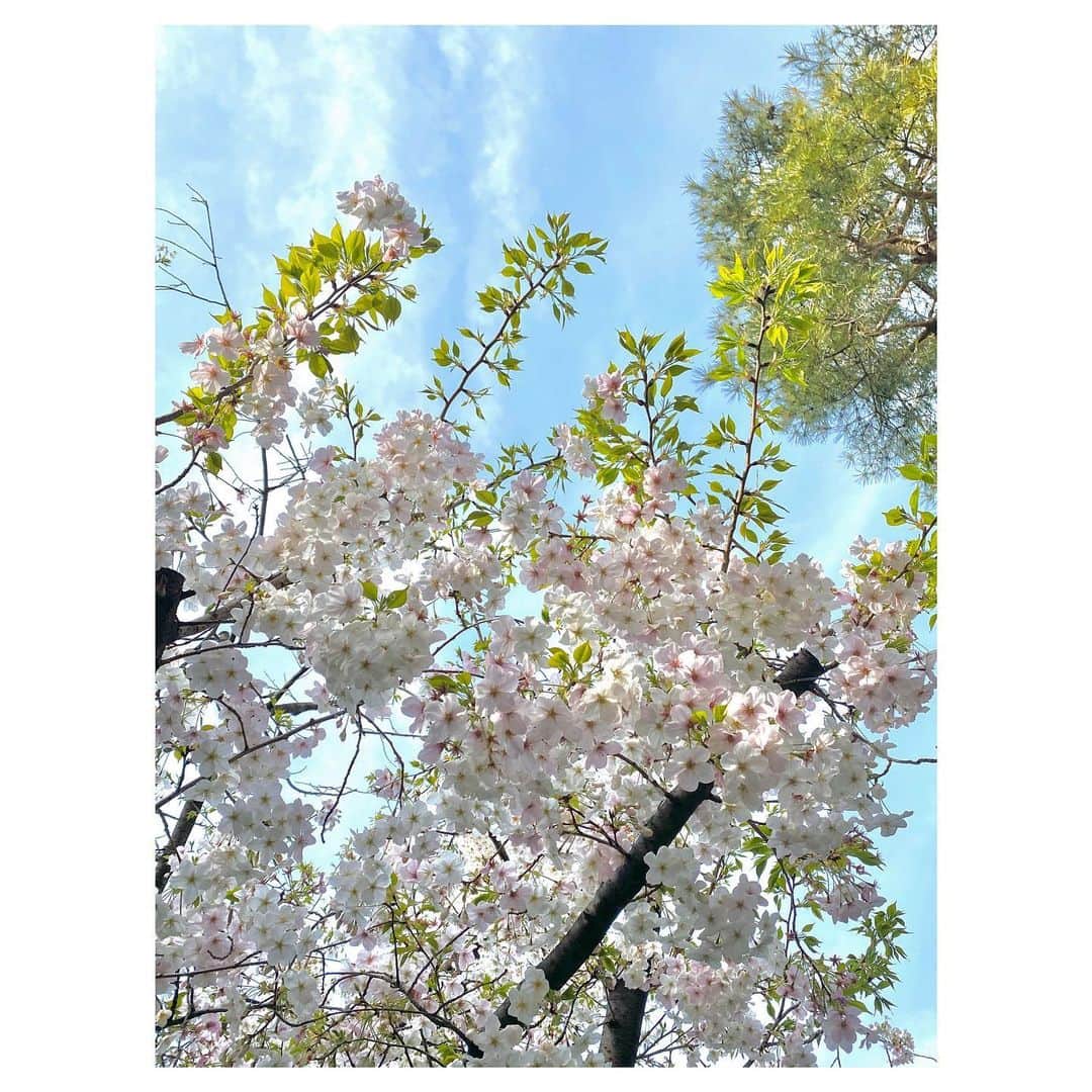 藤森香衣さんのインスタグラム写真 - (藤森香衣Instagram)「From Tokyo 🌸 来年、みんなで桜を見られますように。  Next year, I hope you can come to Japan to see the cherry blossoms 😢  #spring #cherryblossoms #beautifulday #tokyo #japan #桜 #花 #空 #春」3月22日 20時06分 - kaefujimori
