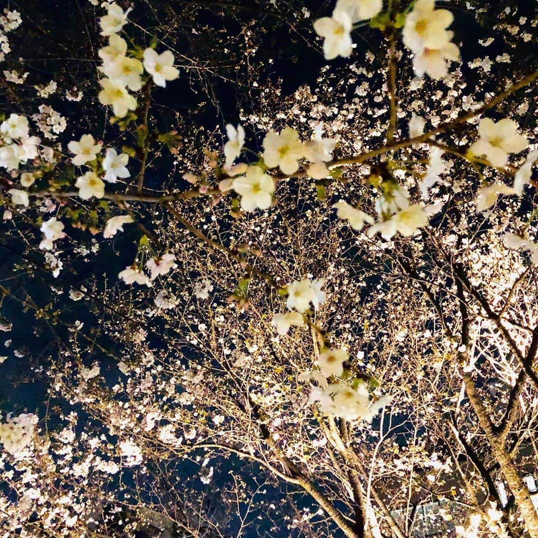 今井翼さんのインスタグラム写真 - (今井翼Instagram)「今宵も美しい  夜桜好きです。  #桜 #東京 #cherryblossom  #tokyo  #スプリング今井」3月22日 20時16分 - tsubasaimai_official